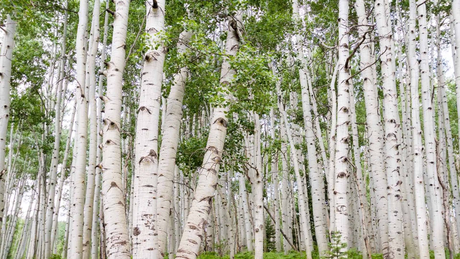 River Birch Builders Process